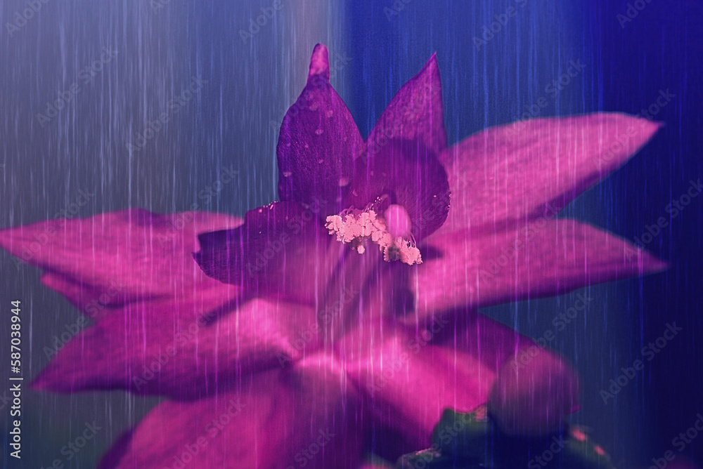 Piękny kwiat szlumbergera(grudnik) - obrazy, fototapety, plakaty 