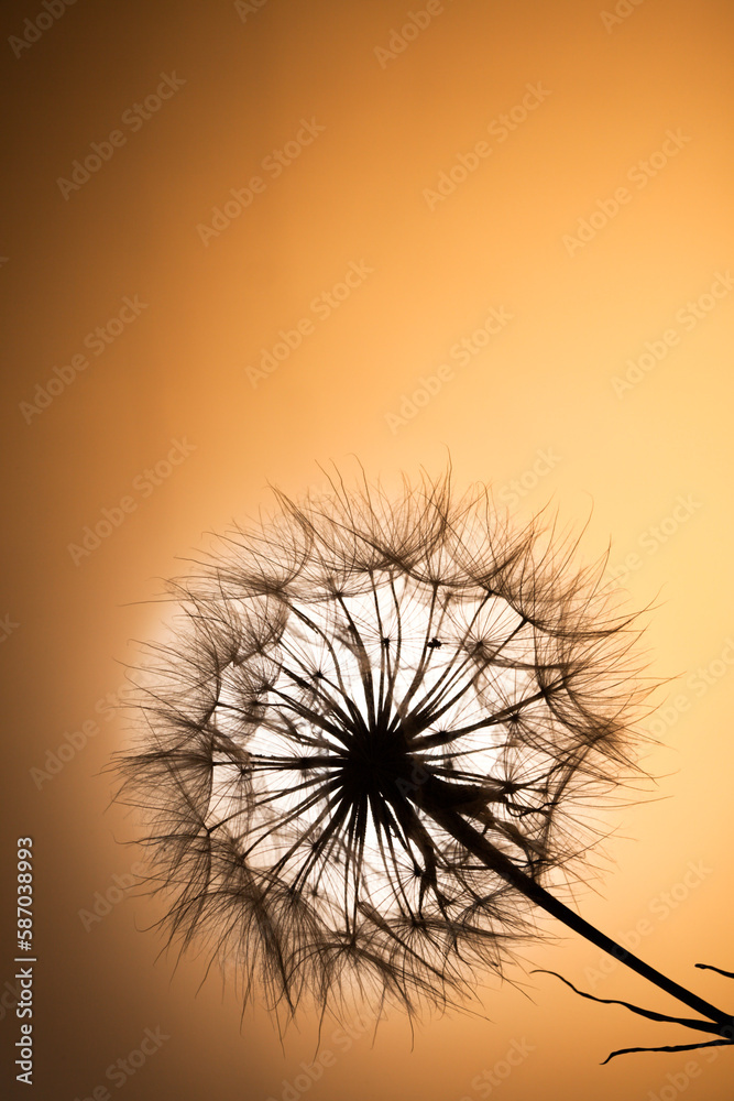 dandelion seeds on a sunset background