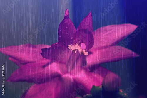 Piękny kwiat szlumbergera(grudnik)