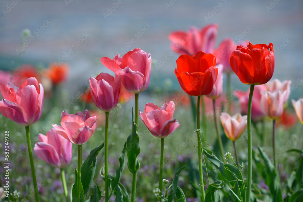 Bright pink and red tulips growing on the lawn in the city park