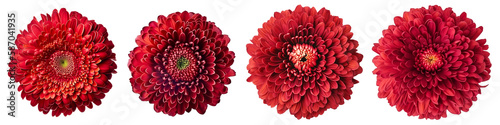 Assorted red chrysanthemum flower heads on transparent PNG background. Created with Generative AI.	