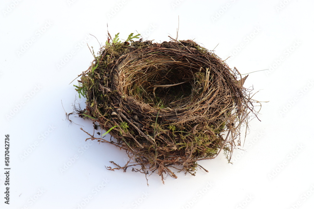 Obraz premium Vogelnest auf weißem Hintergrund.