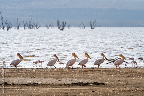 Pelicans march in a single file line along the shore of Lake Nakuru National Park Kenya, Africa