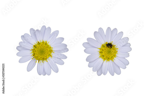 White daisy flower transparency background