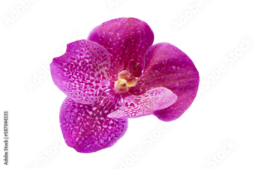 Purple orchid isolated transparency background
