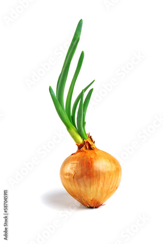 sprouted onion bulb isolated on white background, green onion growing from bulb