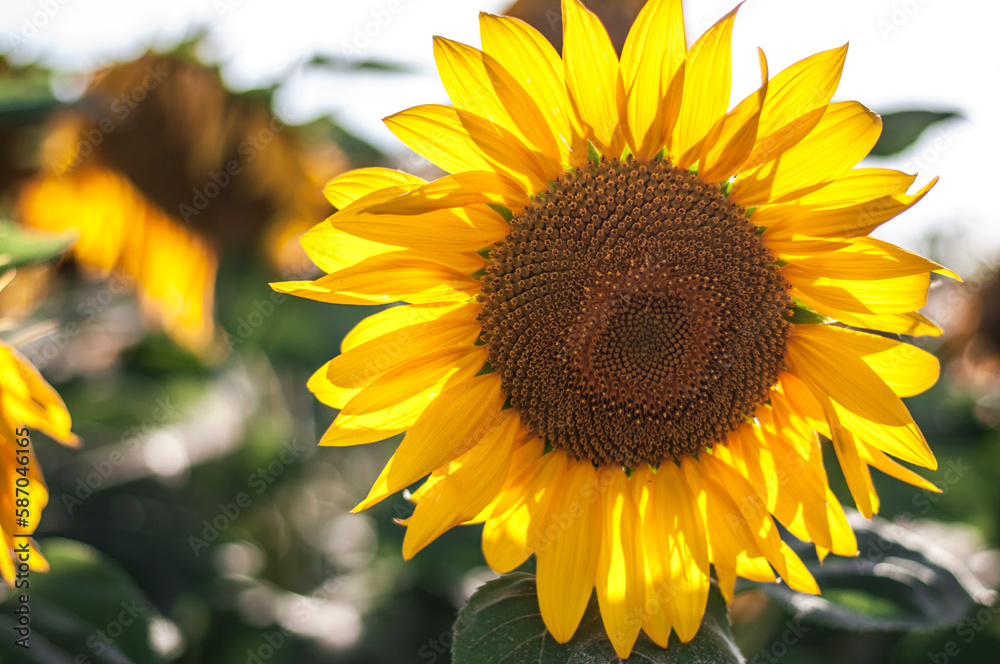 Fototapeta premium girasoli