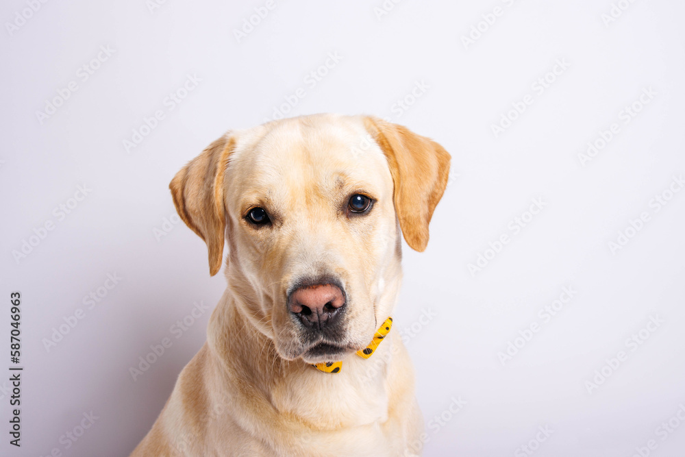 Labrador retriever is amazing dog. Studio shot