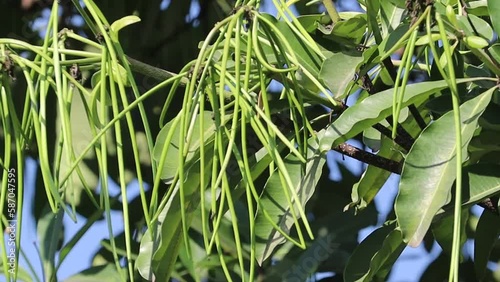Pendulous, two lobed, dehiscent follicle, spindle shaped and Long fruit of Alstonia scholaris, commonly called blackboard tree or Saptaparni or devil's tree.  photo