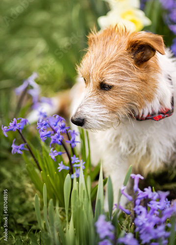Happy cute pet dog smelling purple easter flowers in spring. Vertical.