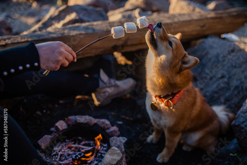 Photography Shiba Inu dog sniffs marshmallows at sunset by the bonfire