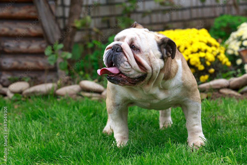 dog breed english bulldog