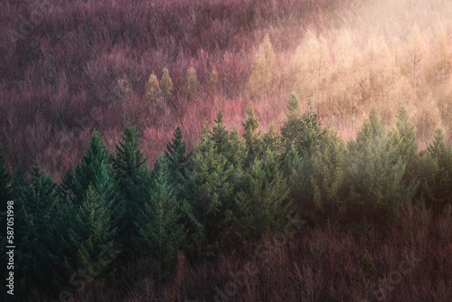 Coniferous trees in morning sunshine rays. Nature texture background, Czech landscae