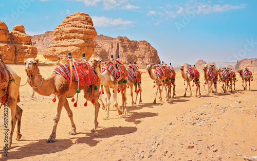 Group of camels, seats ready for tourists, walking in AlUla desert on a bright sunny day, closeup detail