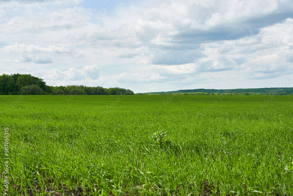 Beautiful green wheat field in countryside.