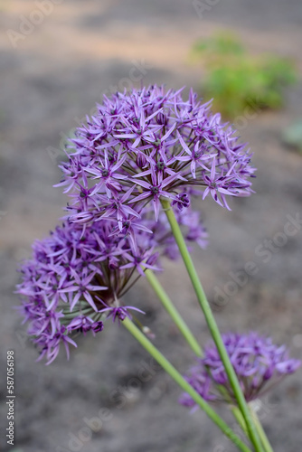  Onion ornamental - perennial plant close-up. flower landscape