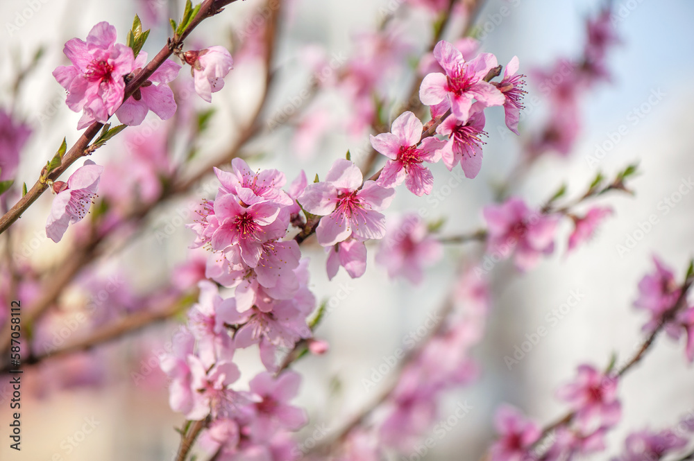 Fototapeta premium Beautiful nature scene with blooming almond tree in the sunny day