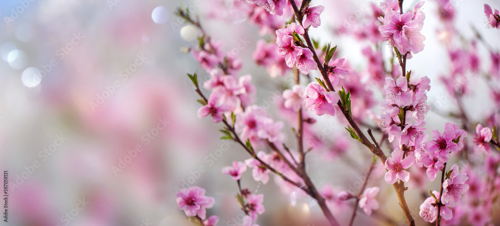 Wide blurred abstract wallpaper  with blooming almond tree branches