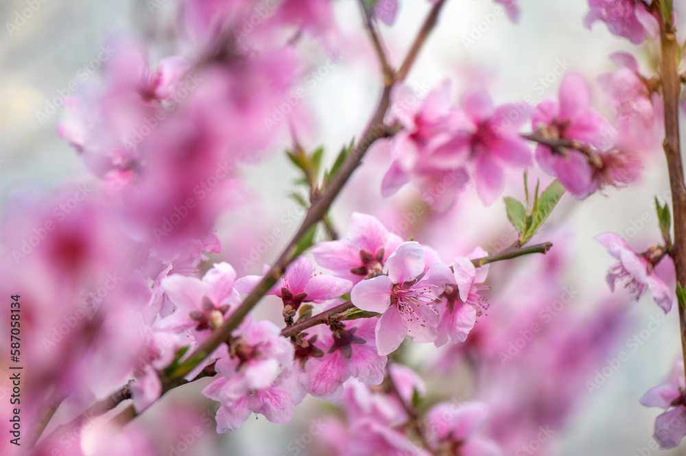 Natural light picture of blooming almond tree branch Natural light picture of blooming almond tree branch