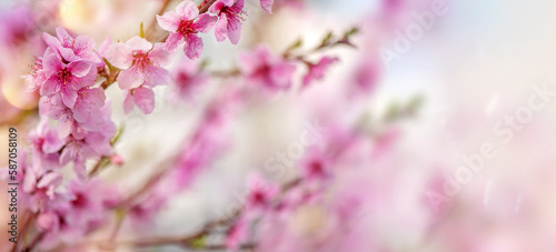 Abstract blurred background with blooming almond tree and sun flares ©  Tatyana Kalmatsuy