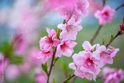 Closeup picture of pink flowers of blooming almond tree