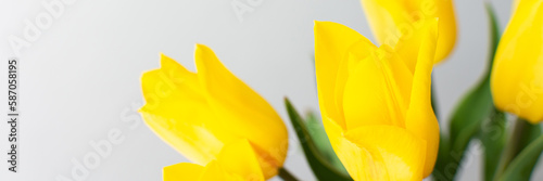 Beautiful spring bouquet of yellow tulips banner  festive bouquet for birthday or holiday