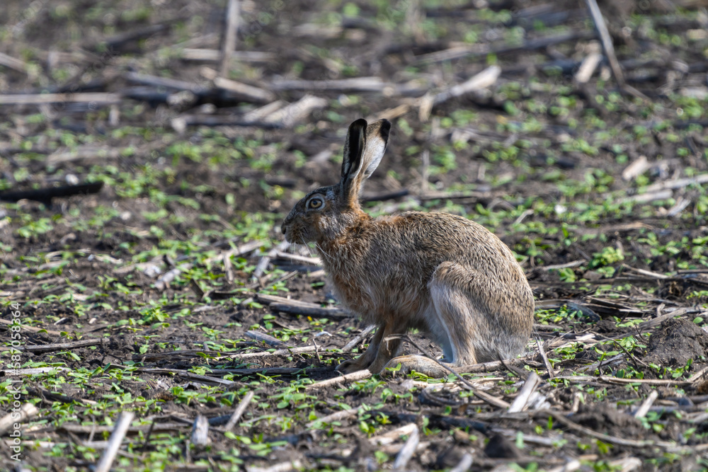 Fototapeta premium A European hare sits on a spring agricultural field with the remains of last year's harvest in search of food close-up