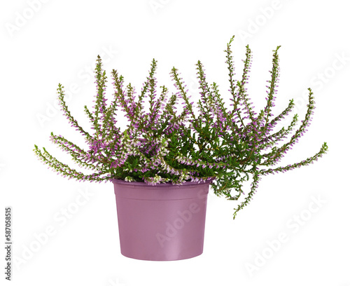 Pink heather (calluna vulgaris) in a pot isolated on white or transparent background