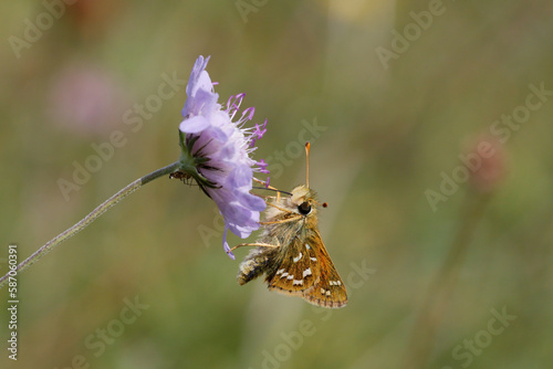 Silver-spotted Skipper Nectaring on scabious.