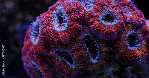 Macro Shot of Acan Coral with Polyps Extending. Acanthastrea echinata photo