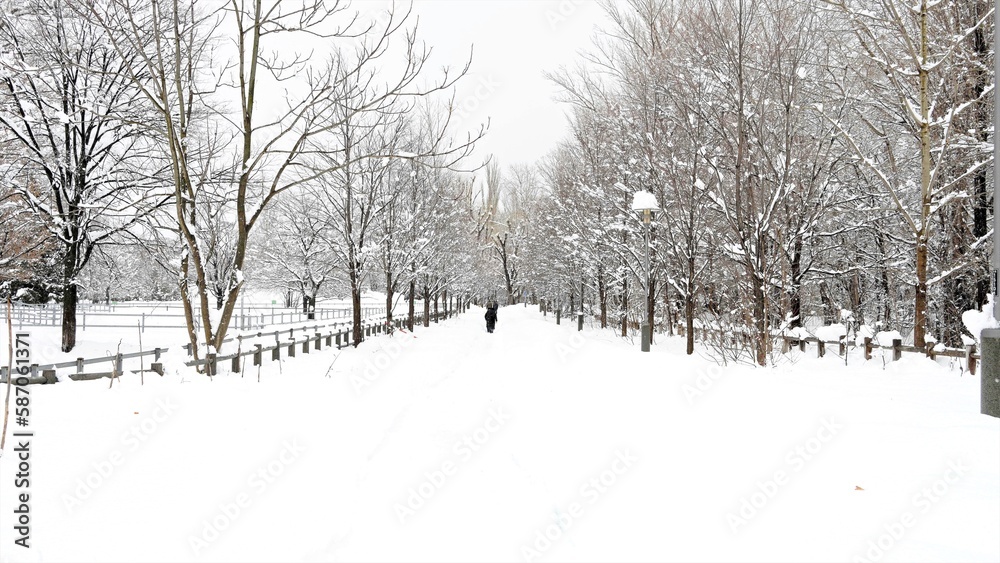 Naklejka premium 遊歩道（北海道大学 DSC25066）