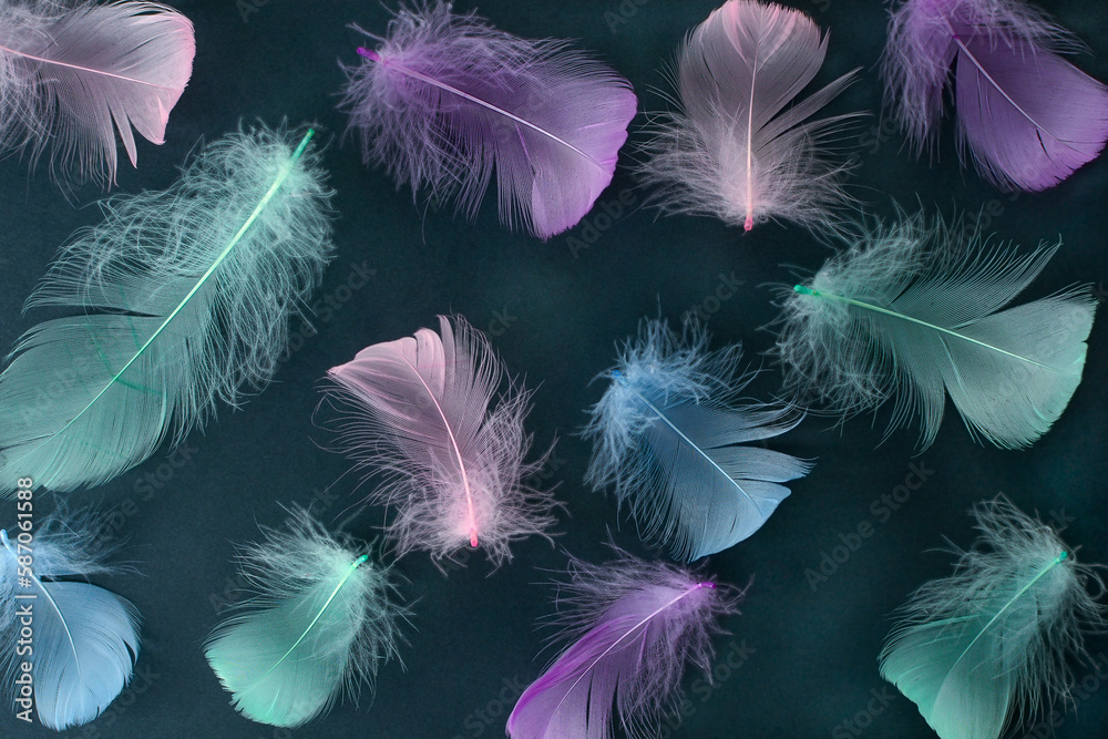 Obraz premium multicolored bird feathers on a dark background. selective focus
