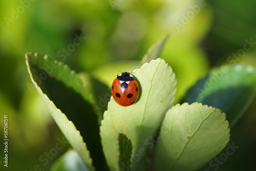 Closeup Seven-spot ladybird (Coccinella septempunctata) on a leaf of a Japanese spindle (Euonymus japonicus) after hibernation. Blurred leaves. Spring, March, Netherlands   