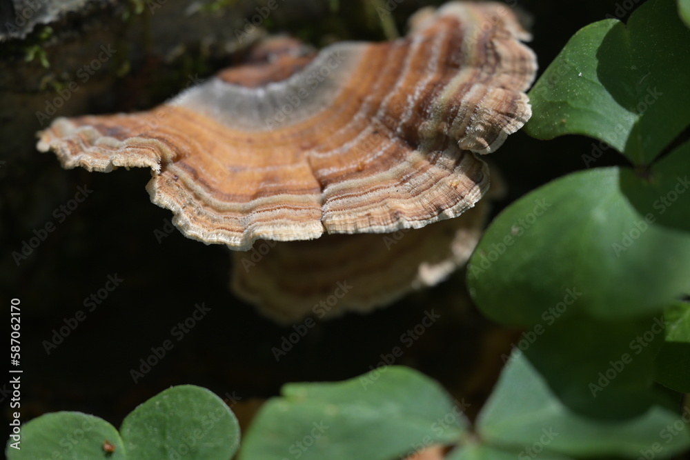 Fungus Fungus