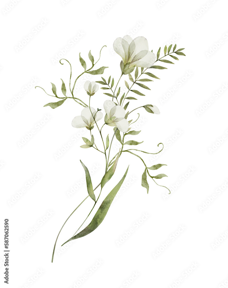 Branch with white flowers. Watercolor hand drawn painting illustration