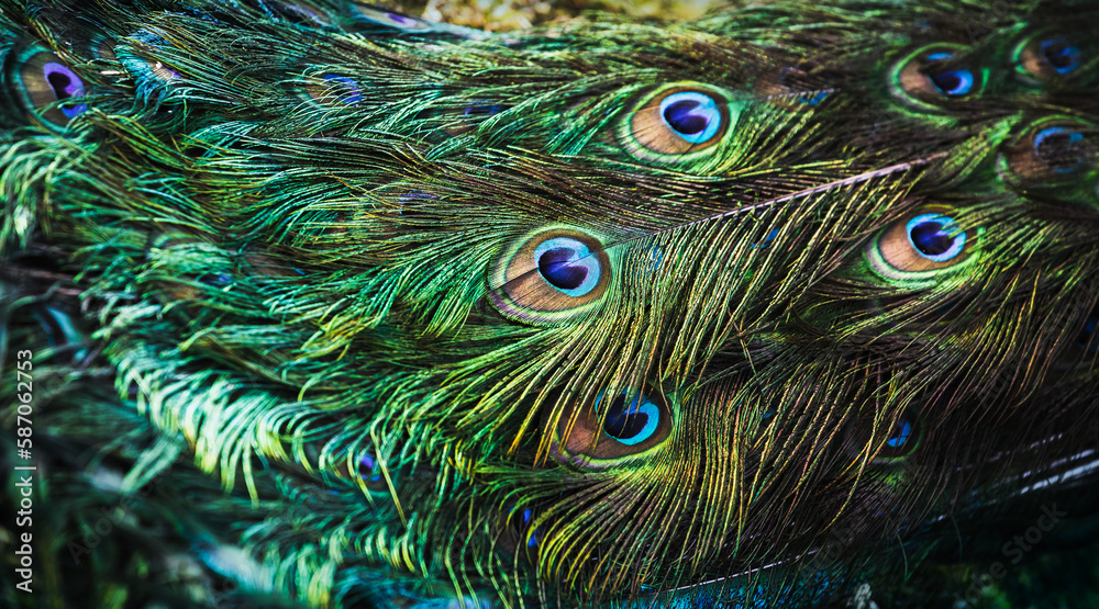 Obraz premium Colorful feathers of a Peacock tail, abstract photo