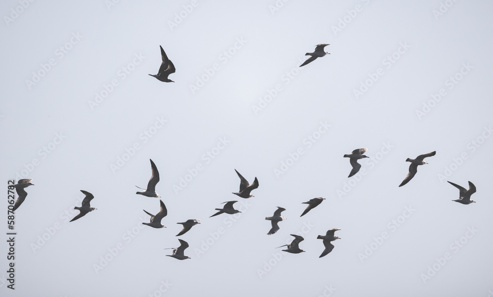 Fototapeta premium Adult ring-billed gulls fly in cloudy sky