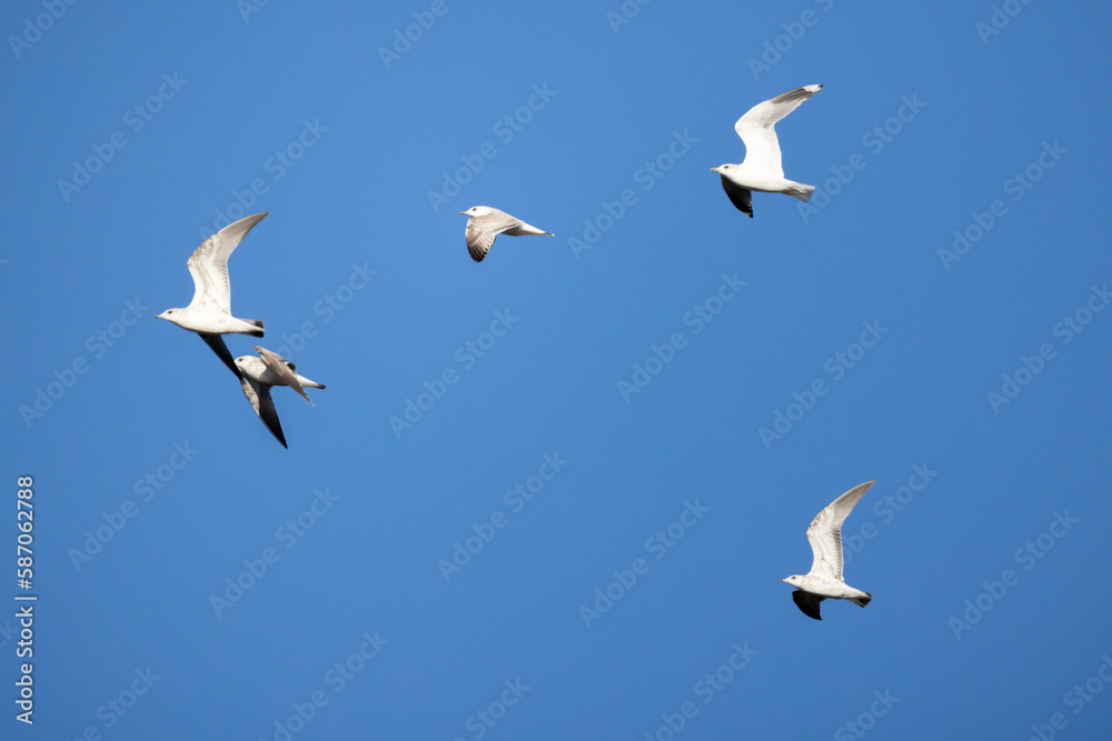 Fototapeta premium Five adult ring-billed gulls fly in blue sky