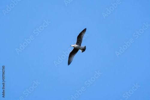 A seagull flies in clear blue sky, natural photo