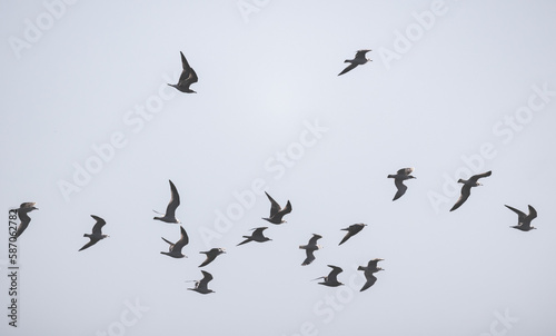 Adult ring-billed gulls fly in cloudy sky