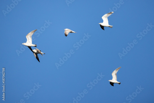 Five adult ring-billed gulls fly in blue sky