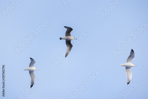 Three adult ring-billed gulls fly in blue sky