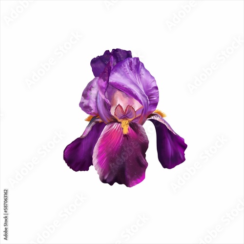 One purple iris flower on a white background.