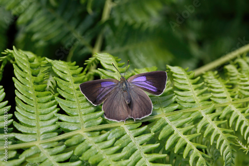 A Purple Hairstreak Butterfly basking on Bracken.