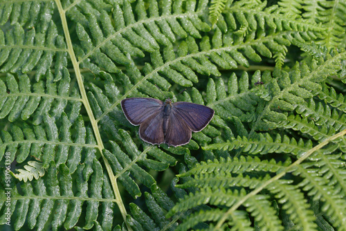 A Purple Hairstreak Butterfly basking on Bracken.