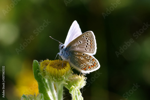 A Common Blue Butterfly on Fleabane.