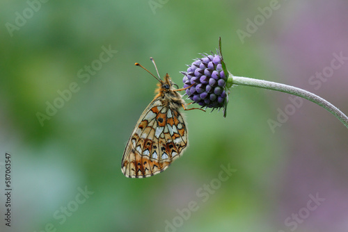 A Small Pearl-bordered Fritillary on devil's bit scabious.