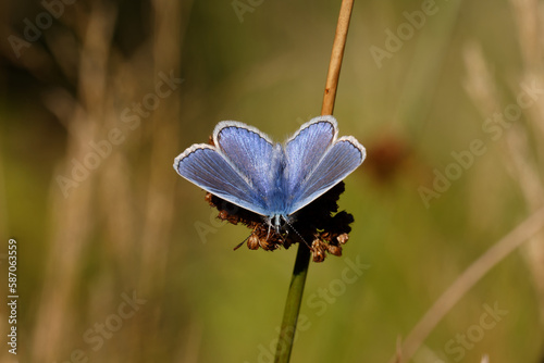 A Common Blue Butterfly basking in the Sun.