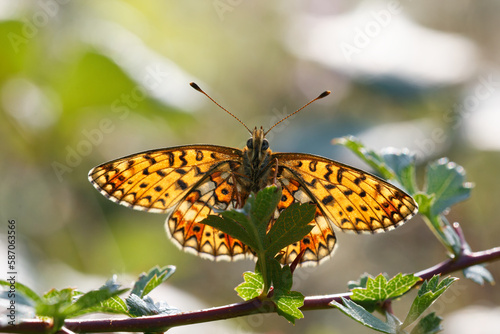 Small Pearl-bordered Fritillary on a green leaf.