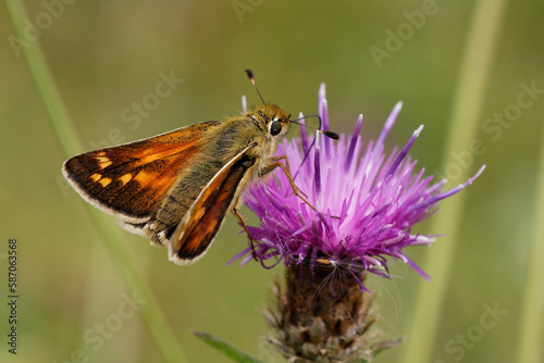 Silver-spotted Skipper nectaring on Knapweed.
